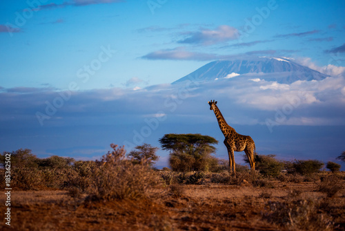 Obraz na płótnie A giraffe scape against the mt. kilimanjaro in Kenya.