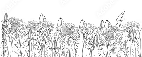 Obraz na płótnie Vector horizontal border with outline Dandelion flower, bud and ornate leaves in black isolated on white background. Dandelion field for herbal spring design, coloring book in contour style.