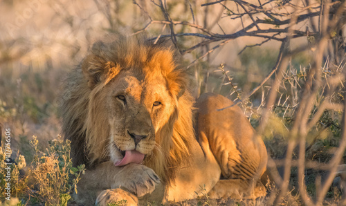 Obraz na płótnie Two lions rest under the shade of an acacia tree, Okaukeujo, Etosha National Park, Namibia