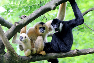 Yellow cheeked gibbon