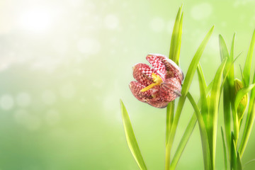 snake's head fritillary (Fritillaria meleagris) or chequered daffodil, flower and leaves against agreen spring background with blurry bokeh lights, copy space, greeting card