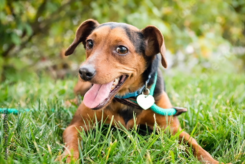 Фото: A little brown dog wearing a leash sitting outside on the grass smilling. A little brown dog wearing a leash sitting outside on the grass smilling.