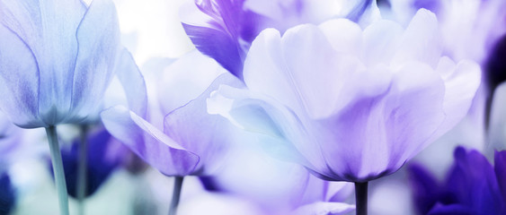 tulips cyan violet ultra light