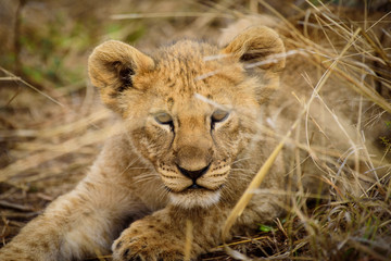 Lion Cub of Madikwe