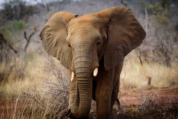 Baby Elephant of Madikwe