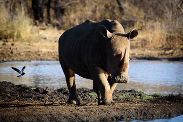 Rhino from Madikwe