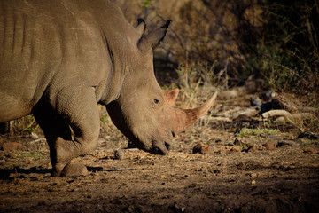 Rhino from Madikwe