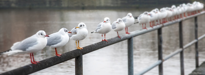 Black-headed gull (Chroicocephalus ridibundus) with red bill and legs in a row on a railing, one with yellow beak and legs, concept metaphor for team and diversity, panoramic banner, selected focus