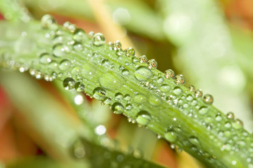 Pure drops of dew. Spider's web.