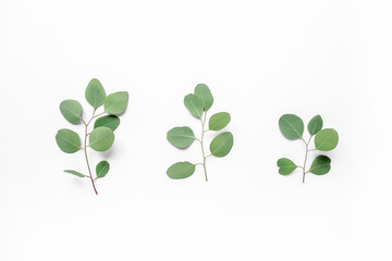 green leaves eucalyptus populus on white background. flat lay, top view
