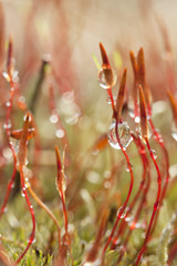 Closeup nature. Wet sprouts. Forest undergrowth.