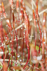 Closeup nature. Wet sprouts. Forest undergrowth.