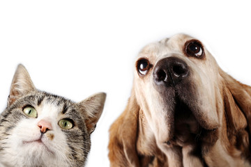 Basset hound dog and kitten on white background 