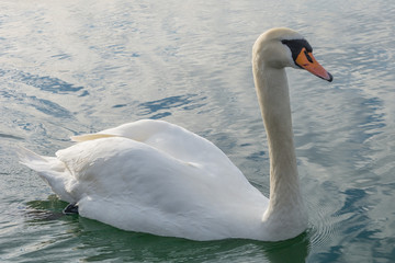 Weisser Schwan schwimmt  im Wasser