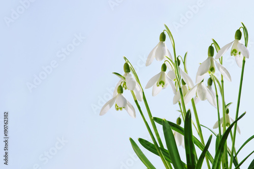Plakat Przebiśniegi, Schneeglöckchen, Galanthus, Galanthus nivalis, Himmel, Textraum, copy space