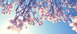Magnolien Blüte im Frühling