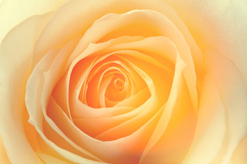 macro de una rosa amarilla