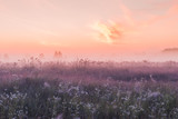 sunrise field of blooming pink meadow flowers
