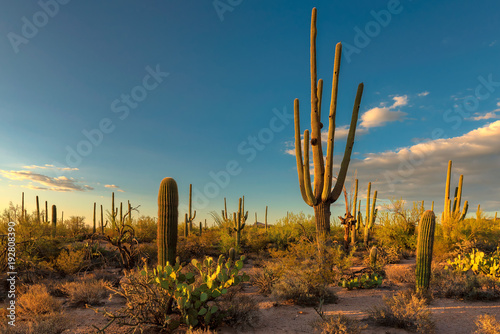 Plakat Krajobraz przy Saguaro parkiem narodowym przy zmierzchem, Tucson, Arizona, usa