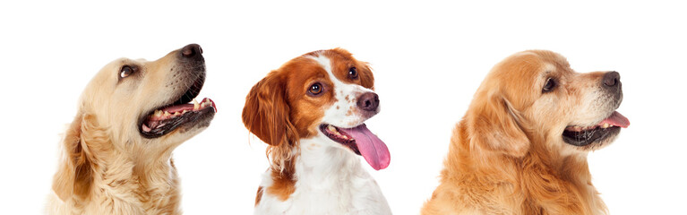 Beautiful portrait of three dogs looking up