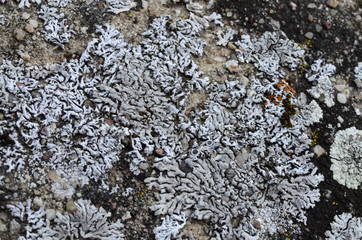 Mosses and lichens - mchy i porosty