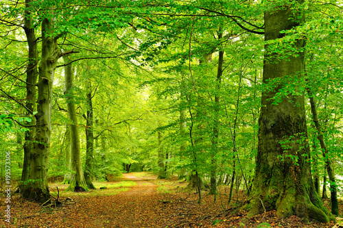 Plakat Szlak przez naturalny las bukowy, duże stare drzewa, Park Narodowy Müritz