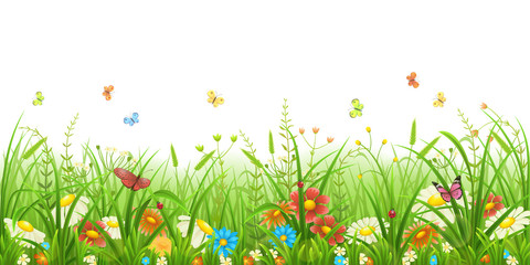 Meadow green grass with flowers and butterflies