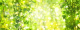Green birch leaves branches, green, bokeh background. Nature spring background.