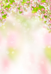 Spring flowers Apple tree blossoms nature background