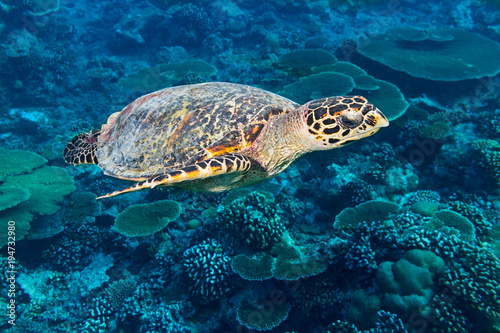 Plakat Dennego żółwia hawksbill denny żółw w dennym ocean rafy koralowa tła błękicie