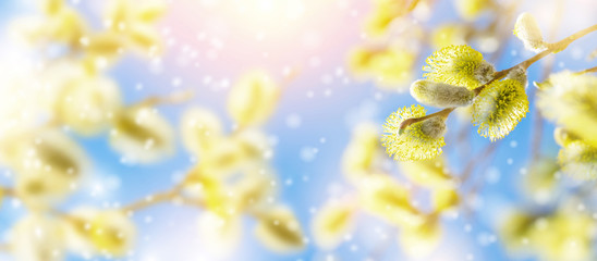 Spring natural bright background. Flowering willow. Beautiful pussy willow flowers branch in the sunlight.