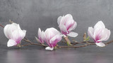 Wunderschöner blühender Magnolienzweig