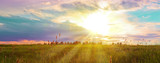 Spring sunset over the green field.