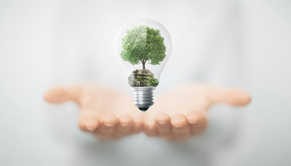 Albero in mano dentro lampadina, energia sostenibile e rinnovabile