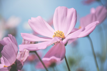 Cosmos flowers soft pastel color background.