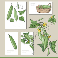 Cucumber set with visitcards and greeting templates