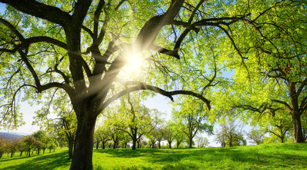 Obstbäume auf schöner Wiese, mit der Sonne und der Silhouette eines Baums