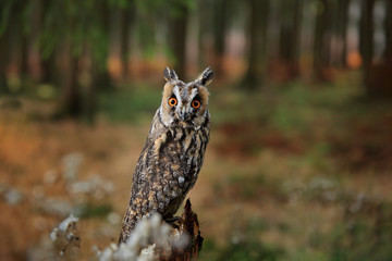 Owl in forest. Long-eared Owl in habitat - coniferous forest wit big tree, wide angle lens photo. Wildlife scene from nature. Bird in the forest. Big orange eyes. Animal in habitat.