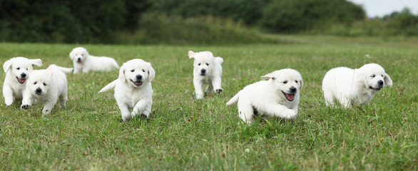 Beautiful group of golden retriever puppies running