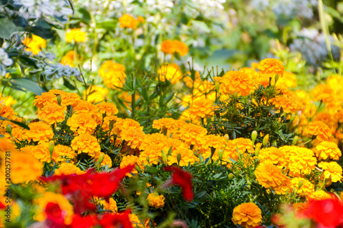 Plakat Tagetes w ogrodzie. Aksamitki kwiaty ogrodowe. Tagetes - magiczne kwiaty. Kwiat ogród. Zbliżenie z rozmycia.