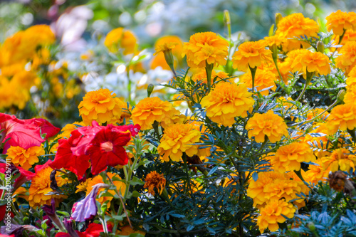 Plakat Tagetes w ogrodzie. Aksamitki kwiaty ogrodowe. Tagetes - magiczne kwiaty. Kwiat ogród. Zbliżenie z rozmycia.