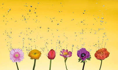 Water splash over mixed flowers