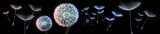 Pusteblumen vor schwarzem Hintergrund extremes Querformat