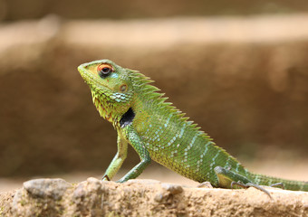 Lizard sitting on stairs in Sri Lanka