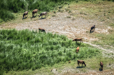 group of cows seen from ancient rock-hewn town called Uplistsikhe in Georgia