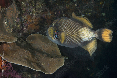 Plakat Rogatnicowce tytanowe (Balistoides viridescens) i Wargacz wargowy Bluestreak (Labroides dimidiatus). Zdjęcie zostało zrobione w morzu Banda, Ambon, West Papua, Indonezja