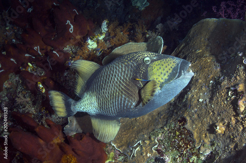 Plakat Rogatnicowce tytanowe (Balistoides viridescens) i Wargacz wargowy Bluestreak (Labroides dimidiatus). Zdjęcie zostało zrobione w morzu Banda, Ambon, West Papua, Indonezja