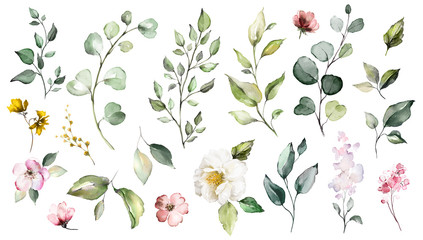 Big Set watercolor elements - wildflowers, herbs, leaf. collection garden and wild, forest herb, flowers, branches.  illustration isolated on white background, exotic  leaf. Botanic