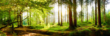Beautiful forest in spring with bright sun shining through the trees