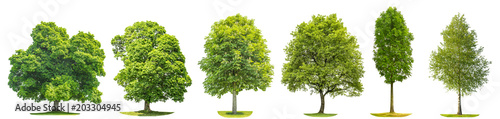 Фото: Collection trees maple oak birch chestnut Isolated nature objects Collection trees maple oak birch chestnut Isolated nature objects